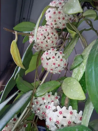 请打家看新开的球兰到我的参赛贴子里细看