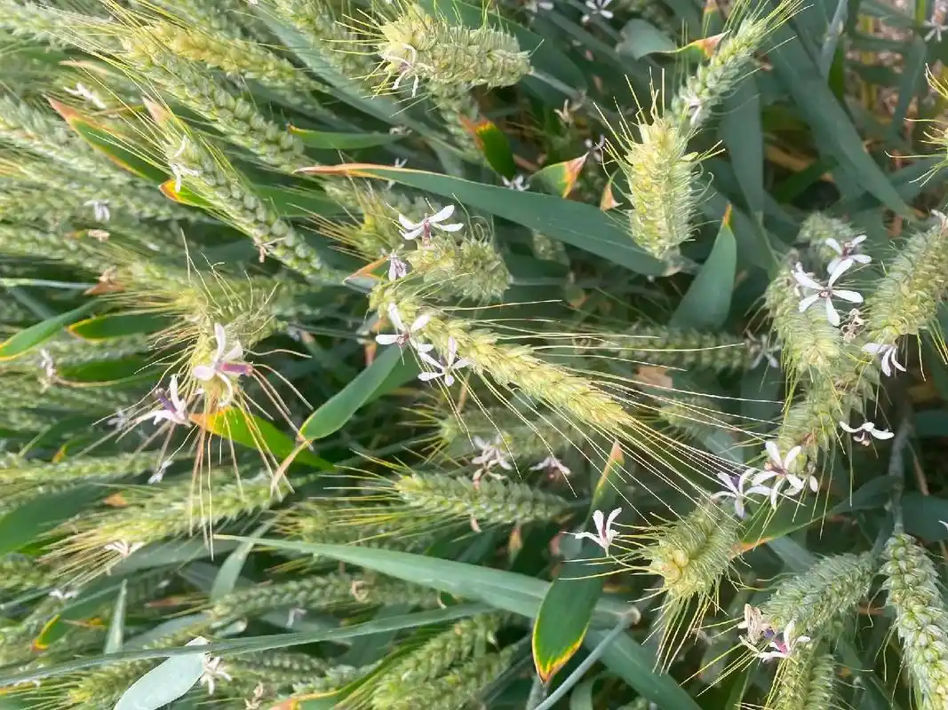 小麦开星星花#大自然美景 #祝福大家都平安健康幸福快乐 #绿 - 抖音