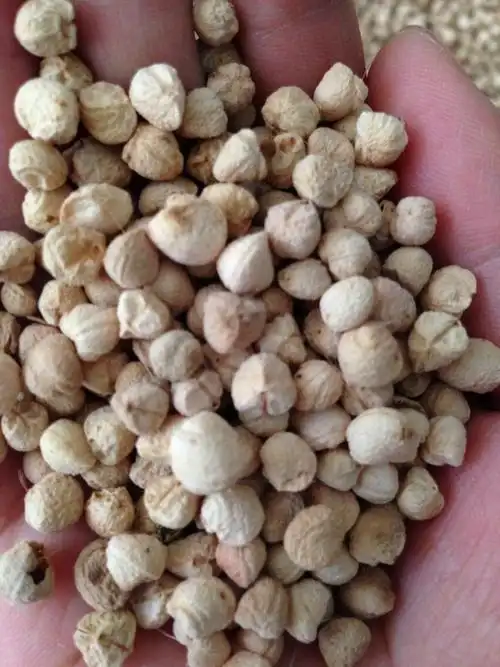 三七种子哪里能买什么季节能买到