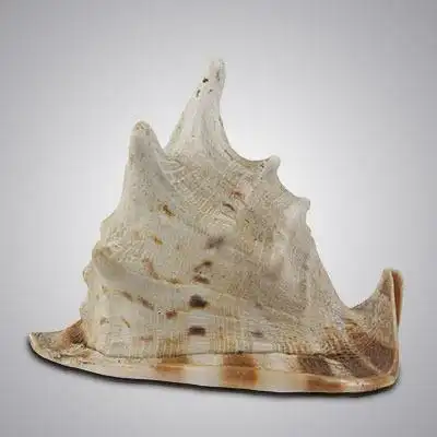 几个小妙招,轻松辨别唐冠螺真假