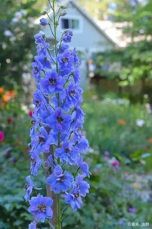 自带贵族气质的大花飞燕草,美颜绝伦