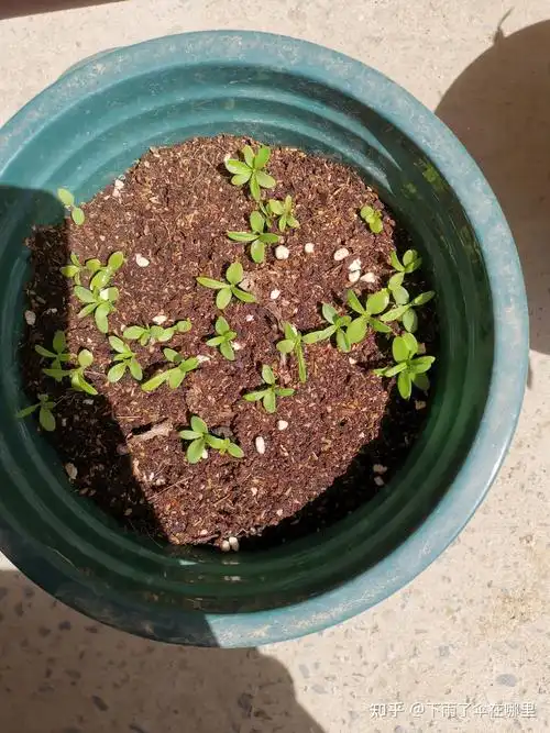 康乃馨的成长历程 - 知乎