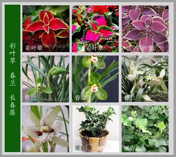 【转载】很全很美的《百花图谱》～值得珍藏!【唯美图集】