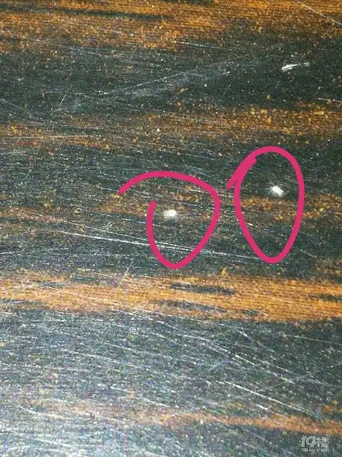 求助家具上出现白色的小虫