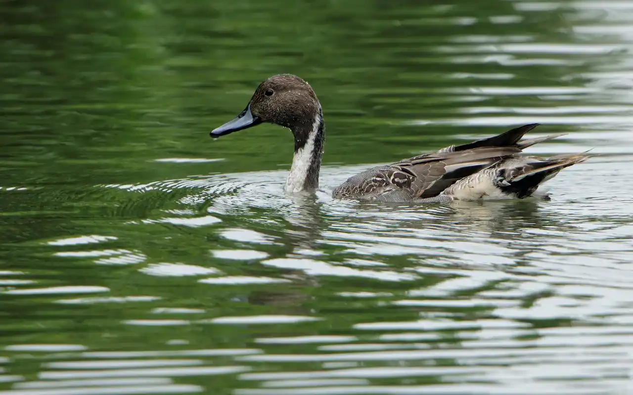 针尾鸭高清动物桌面壁纸图片