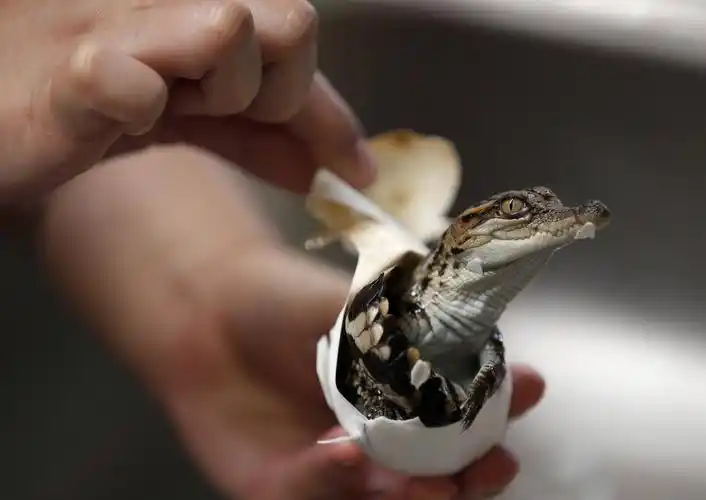 在泰国春武里府的是拉差龙虎园,一名游客展示一只钻出蛋壳的小鳄鱼