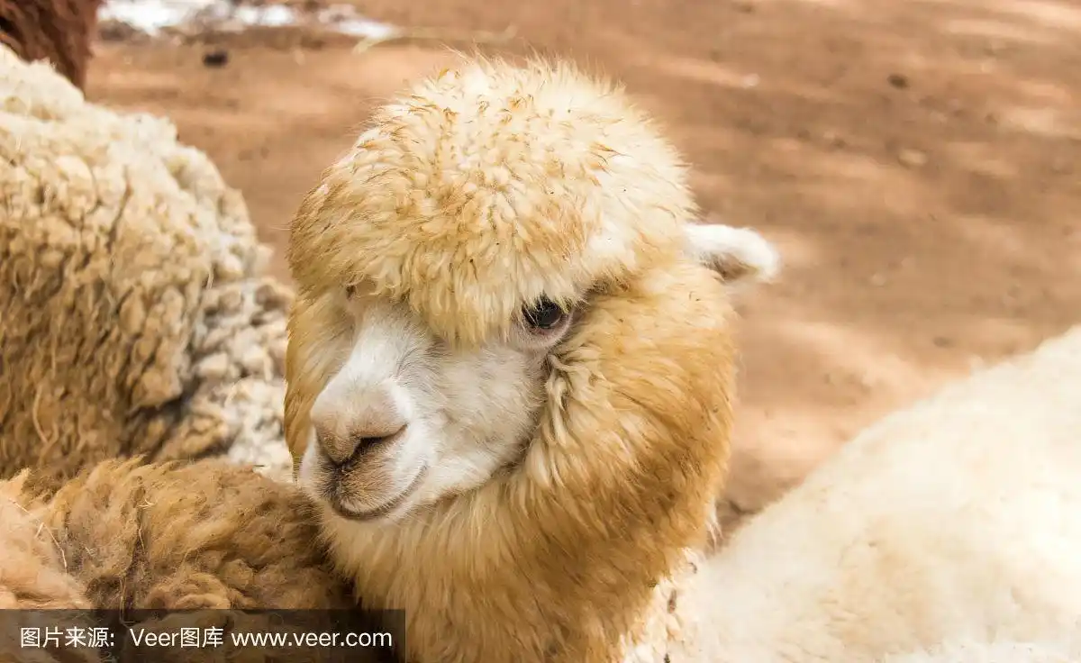 绵羊的脸上长着长发