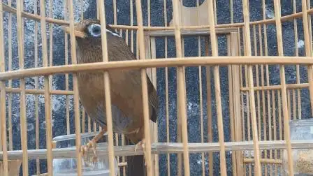 一只胖乎乎的母画眉鸟, 叫声清脆有力!