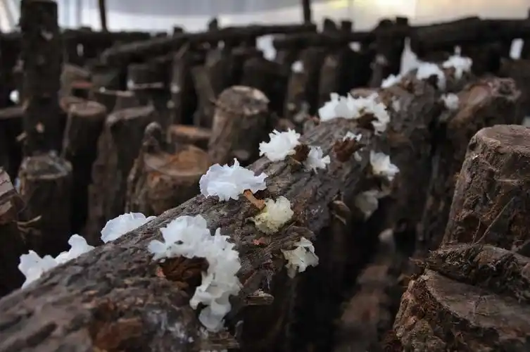 摄影习作之通江银耳