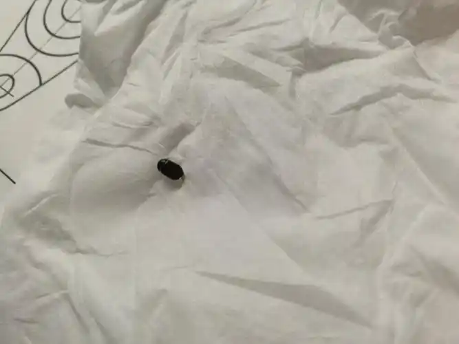 有害吗?芝麻粒大小,黑色硬壳,捏死没气味.在书桌旁和蚊帐里发现的.
