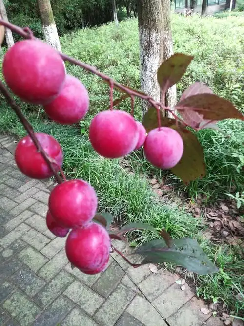 红叶李,好像说是观赏树木,但小果子压弯了枝头,摘回家洗净一尝,还蛮