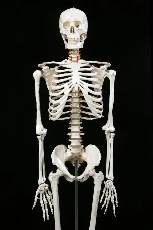 新款厂家直销医学最标准的170cm人体大骨骼模型 骷髅骨架标本