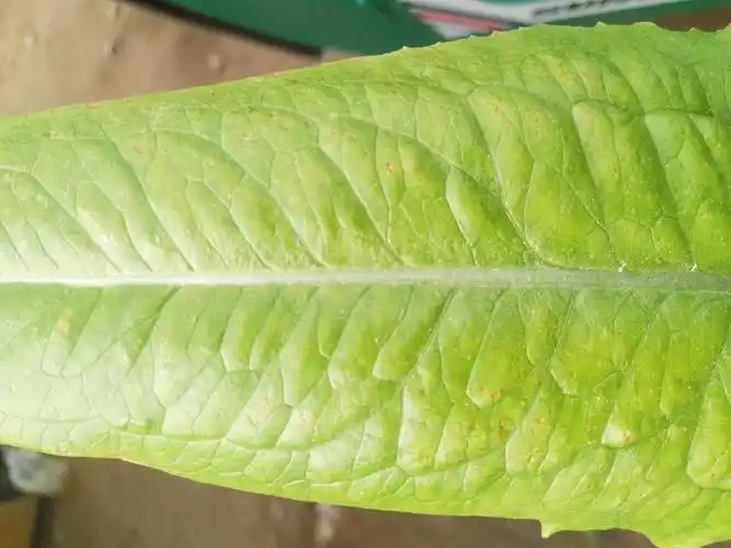 严老师你好麻烦看一下油麦菜是什么病害怎么防治谢谢