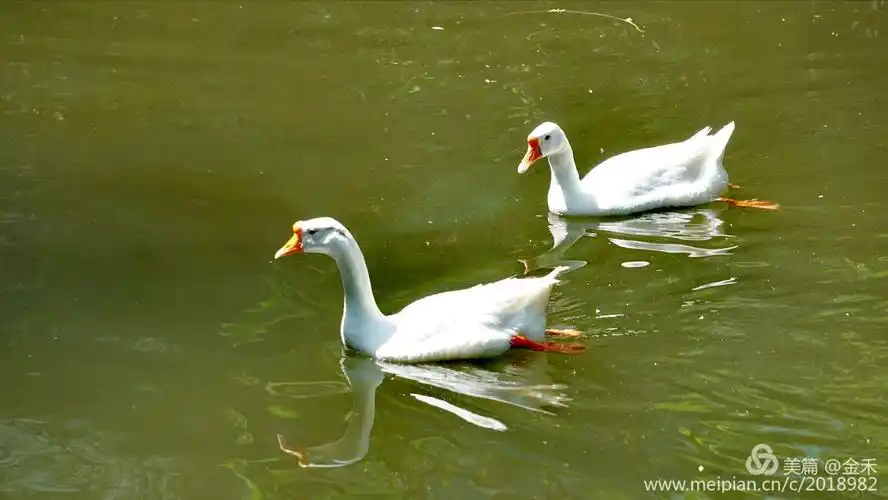 春早水暖鹅戏水