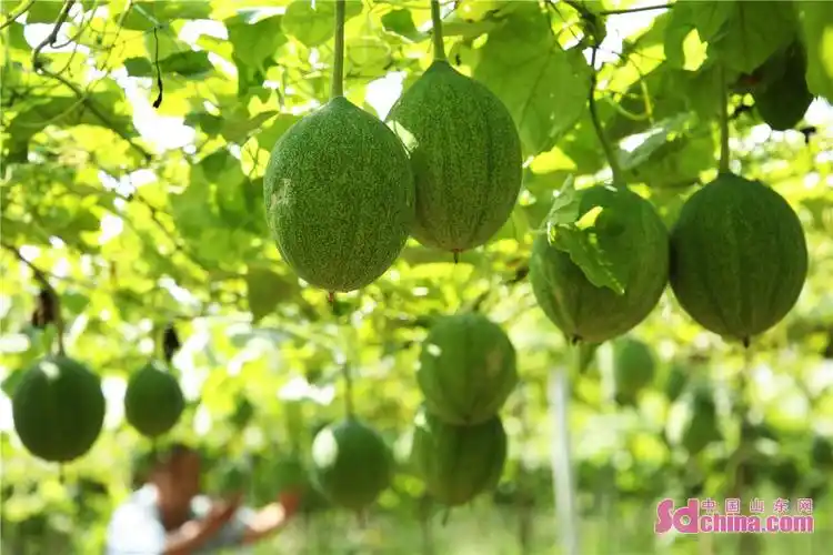 br/>  9月11日,山东省邹平市孙镇怀村瓜蒌种植基地,农民在查看即将