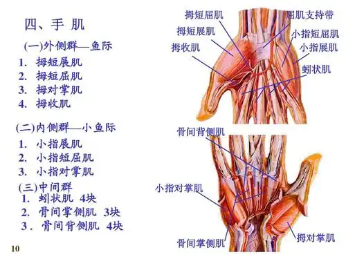 拇短展肌 2.拇短屈肌 3.拇对掌肌 4.拇收肌 (二)内侧群—小鱼际 1.