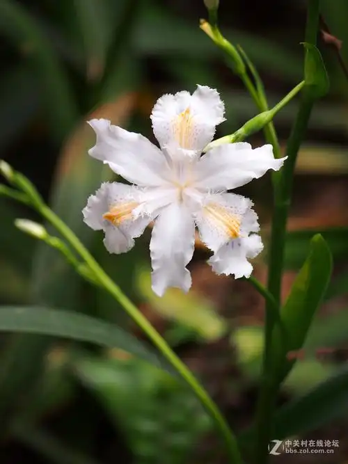白色鸢尾花