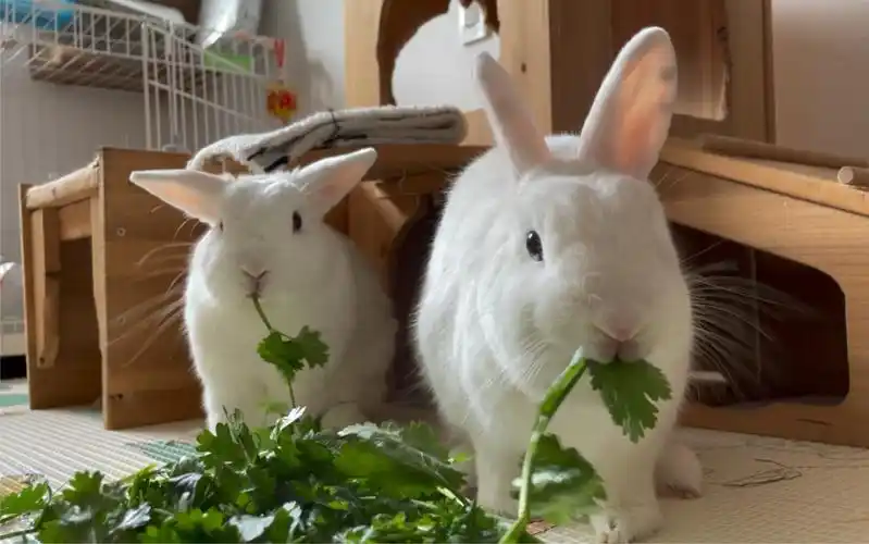 看小兔子吃东西感觉好治愈啊