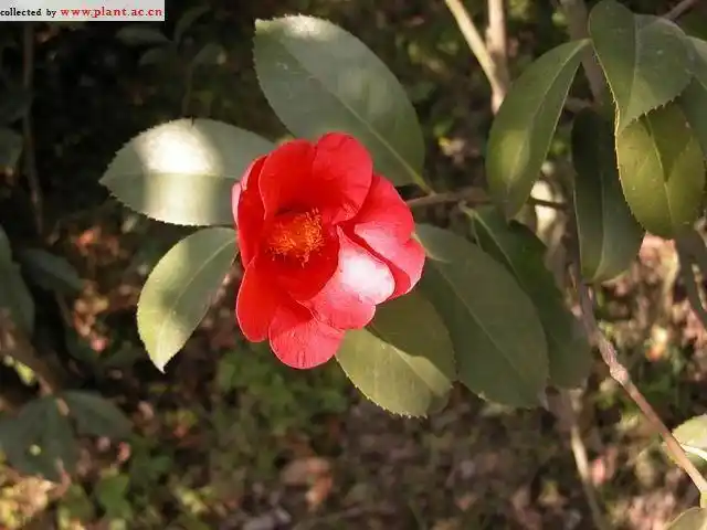 浙江红山茶camellia chekiangoleosa hu