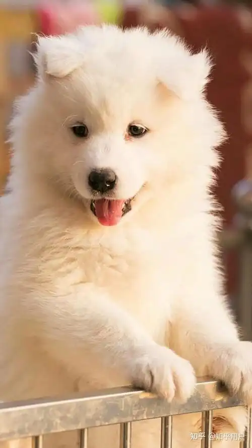 我应该会养狗吧,就是那种毛茸茸的白色的萨摩犬.