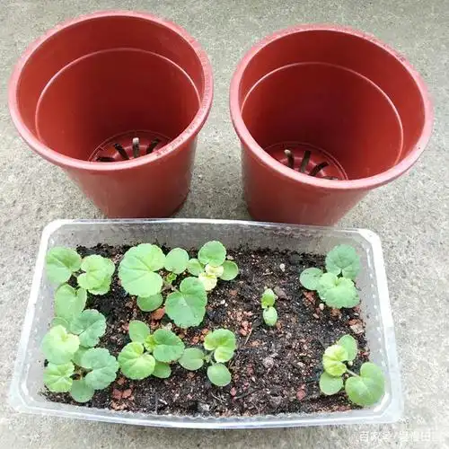 天竺葵小苗移栽时,两个重点要牢记,否则一不小心前功尽弃!