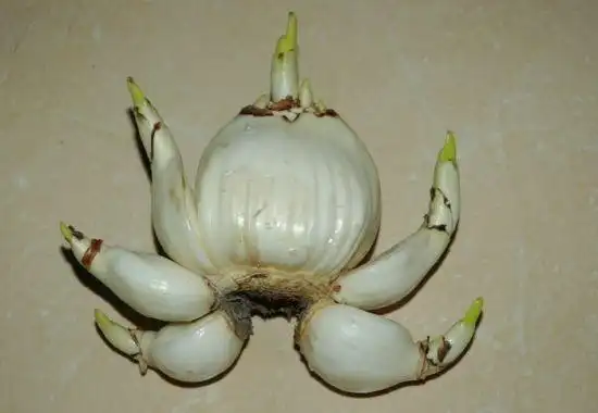 ①秋水仙的叶子和球茎汁液中含有秋水仙碱,有剧毒,微量入口会造成人