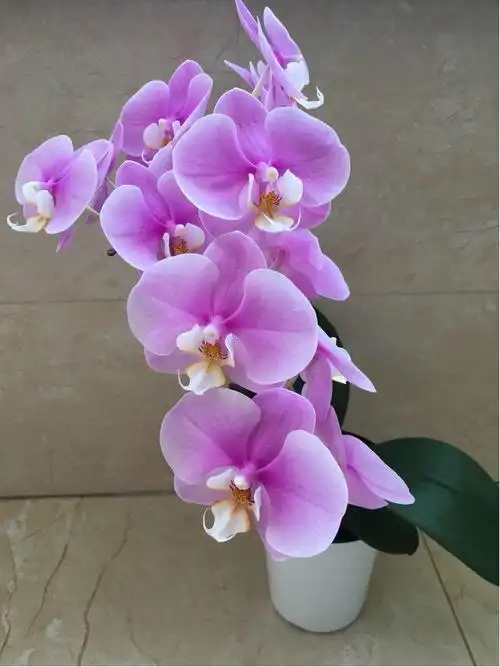 蝴蝶兰花图片(蝴蝶兰想养好很容易,从挑选到养护,全部都教你)