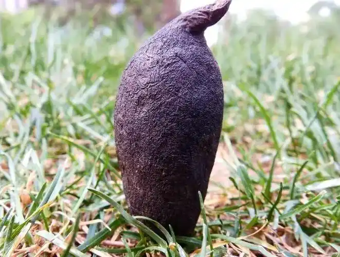 乌灵参的作用与功效 乌灵参怎么吃