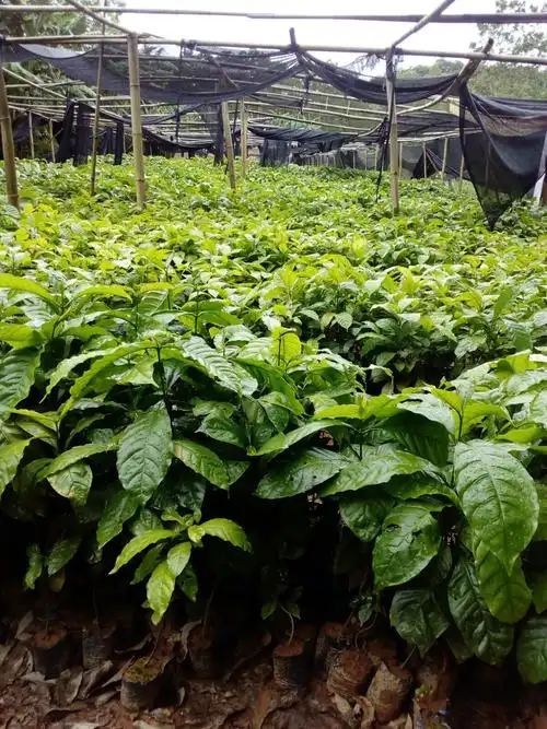 大量咖啡苗出售,白沙县牙叉镇.