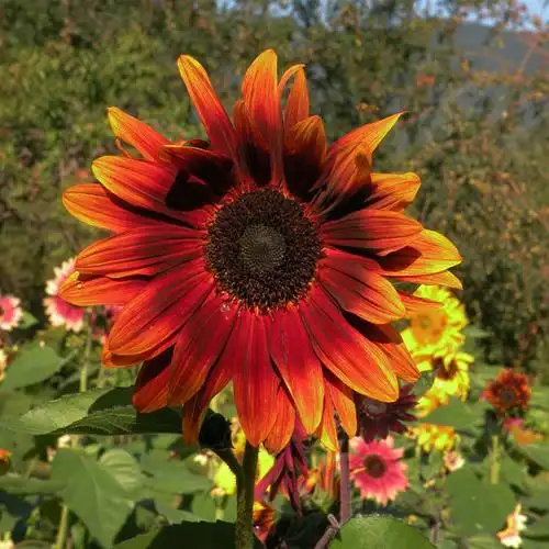 乡村路道公园花海观赏葵花鸿运向日葵种子红色朝阳花向阳花太阳花