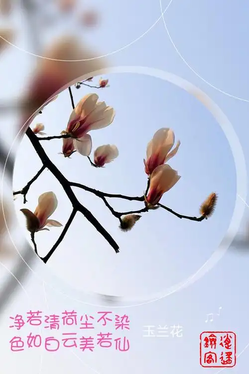 刻玉玲珑,吹兰芬馥—玉兰花