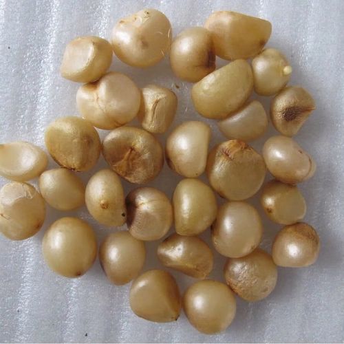 瑞蔬源君子兰种子花种子油匠花脸圆头和尚宽叶麻脸花卉/君子兰种子6粒