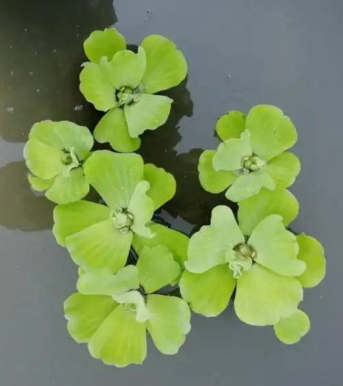 浮性水草水芙蓉水培植物大浮萍漂浮性水草绿植花卉水产养殖用草