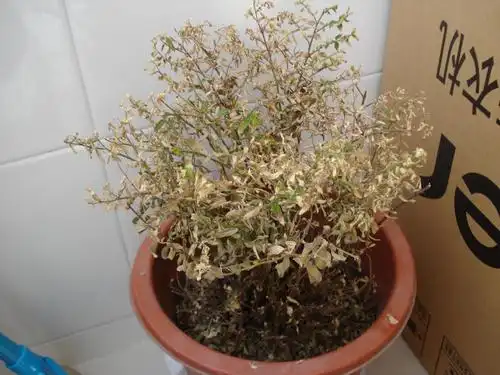 请帮我看看这盆花怎么了?