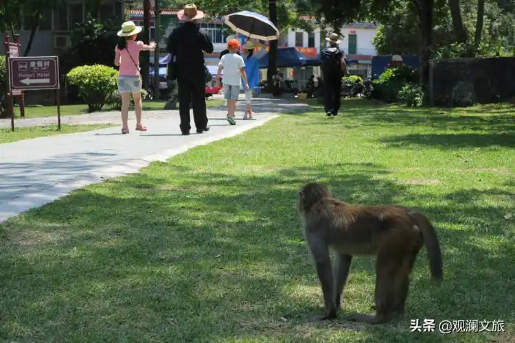 原创广西龙虎山的猴子流氓成性专抢游客食物