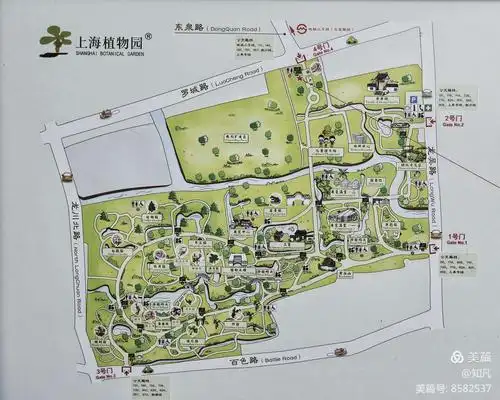 上海植物园的前身——龙华苗圃建于1954年,以广泛收集珍贵盆景闻名.