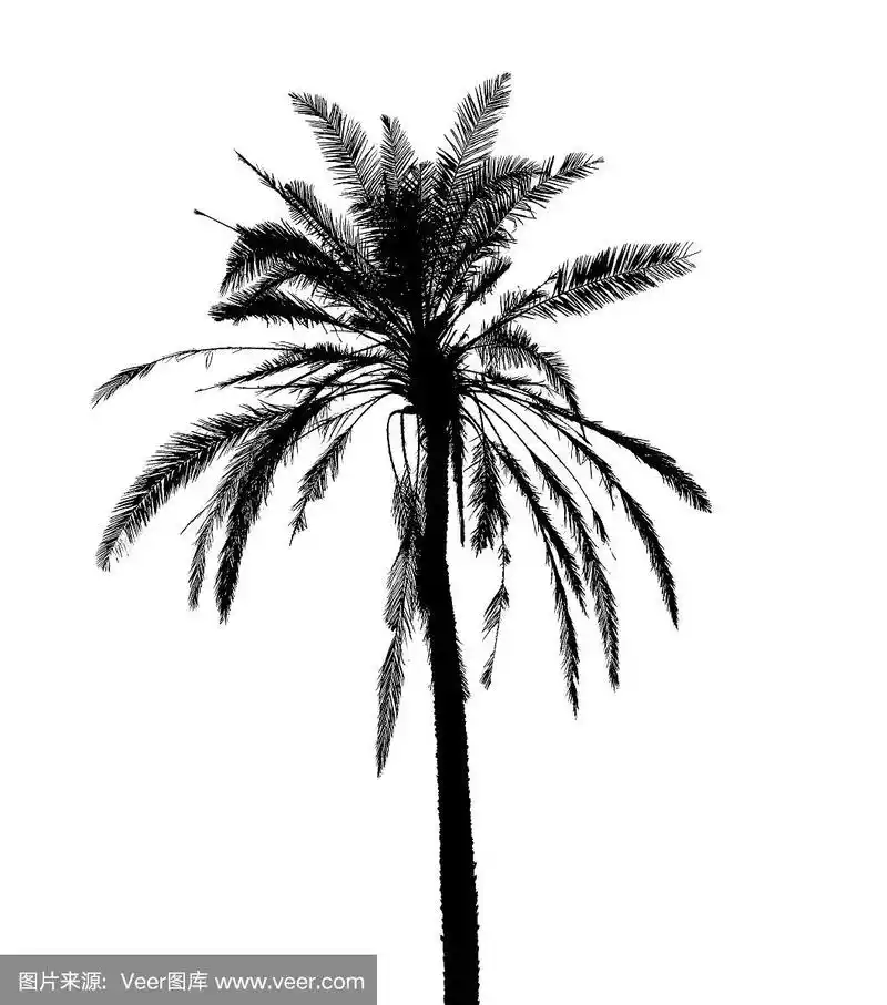 白色背景上孤立的椰子树剪影