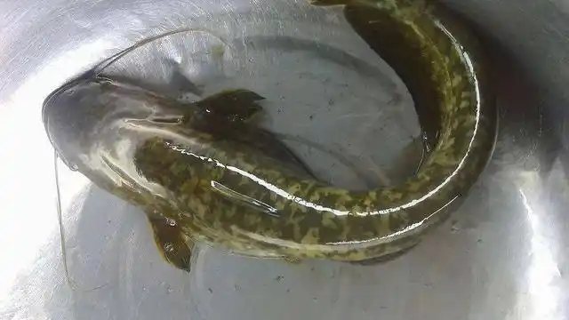 清江鱼是不是鲶鱼?鲶鱼是不是清道夫