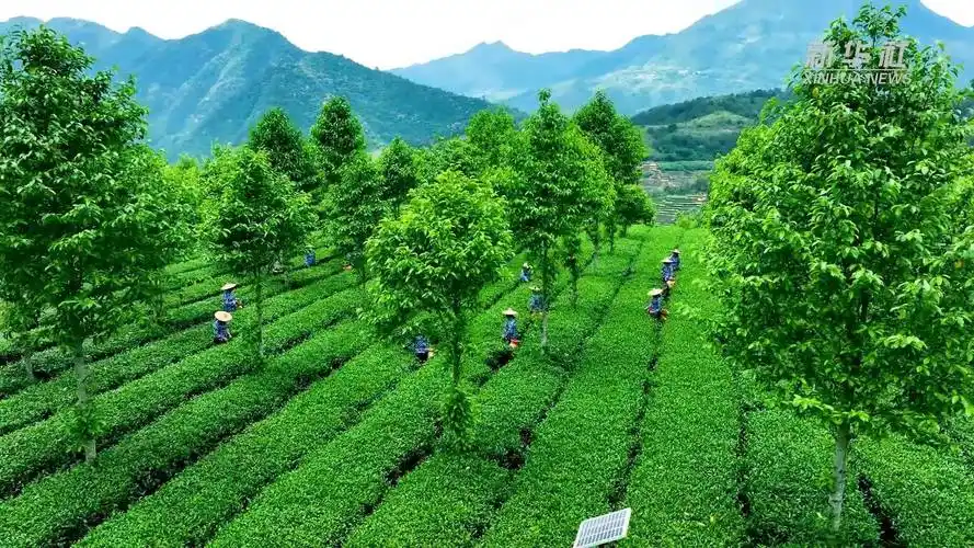 在安溪茶园感受铁观音的制茶技艺_保护_茶文化_中国