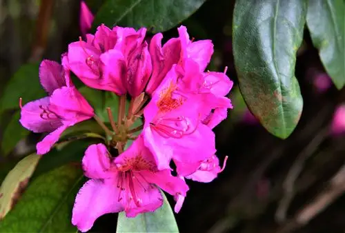 天台山华顶杜鹃 (二)2020.5.11