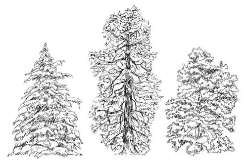 树_橡树_桦树_冷杉_素描_收集_图片大全—全景创意图库(quanjing.