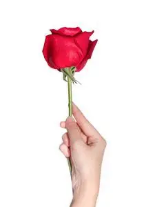 一只握着红玫瑰的女性手摄影图