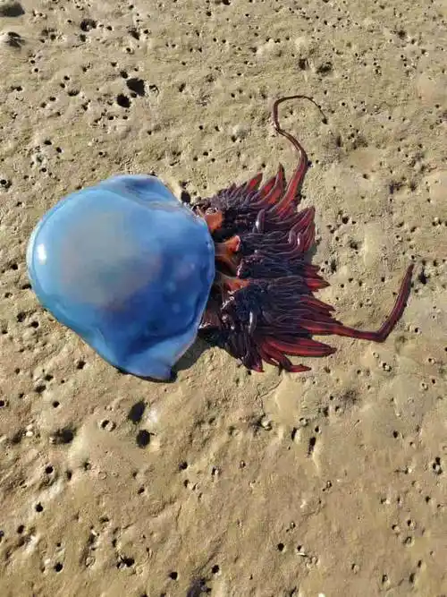 烟台牟平海岸惊现剧毒僧帽水母毒性堪比剧毒蛇