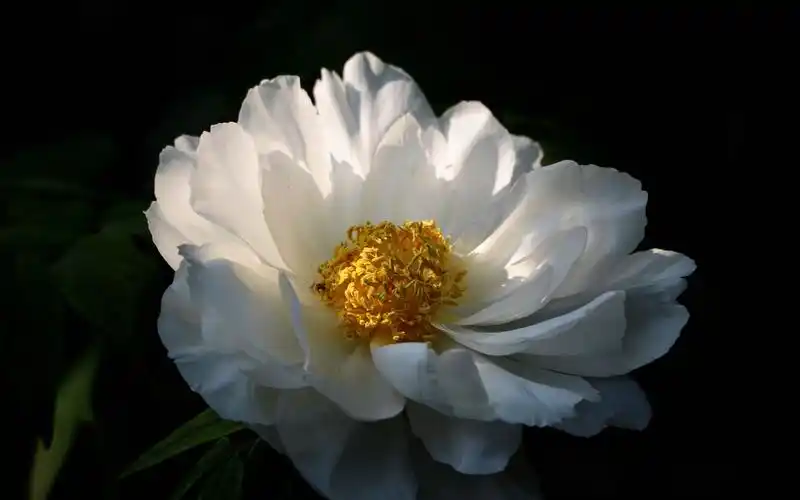 白色牡丹花高清摄影图片桌面壁纸