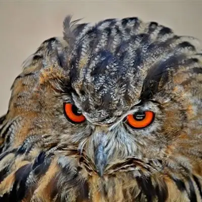 个性犀利眼神猫头鹰微信头像