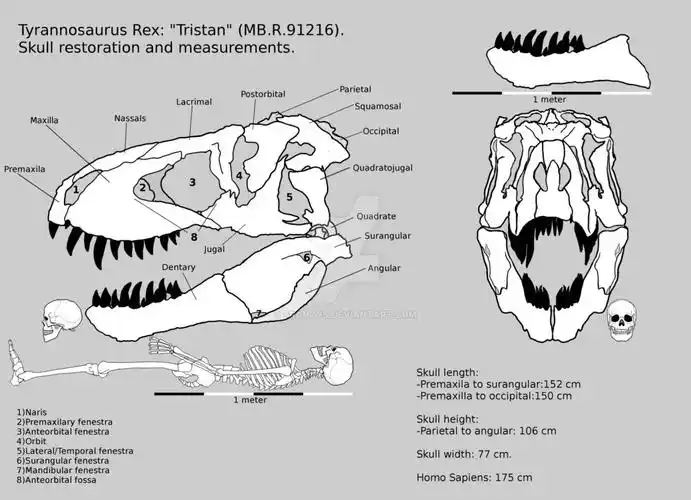霸王龙和三角龙谁更厉害
