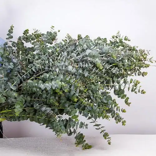 【草花】尤加利小叶多枝 b级 秒杀