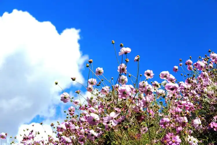 格桑花,藏语寓意美好时光.愿一切顺利.