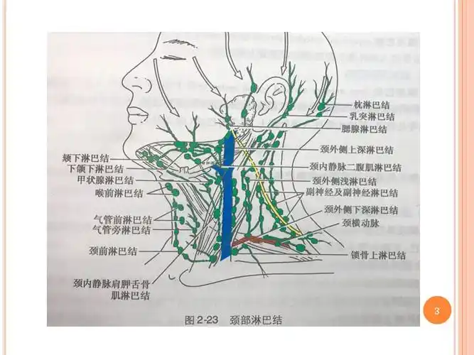 颈部淋巴结详细分区ppt演示幻灯片