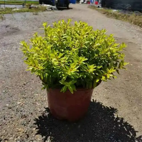 出售金叶满天星 园林盆栽绿化观赏花卉植物 鲜切花插花材料